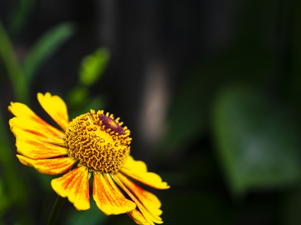 closeup of a garden flower of