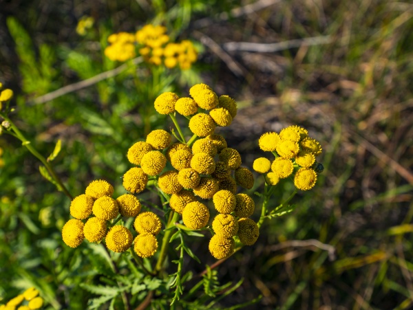 a bouquet of blooming yellow wildflowers