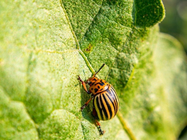 striped colorado potato beetle on a
