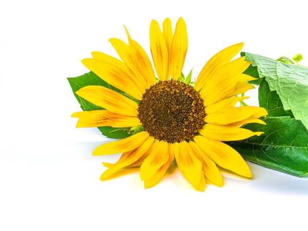 sunflower flower with green leaves on