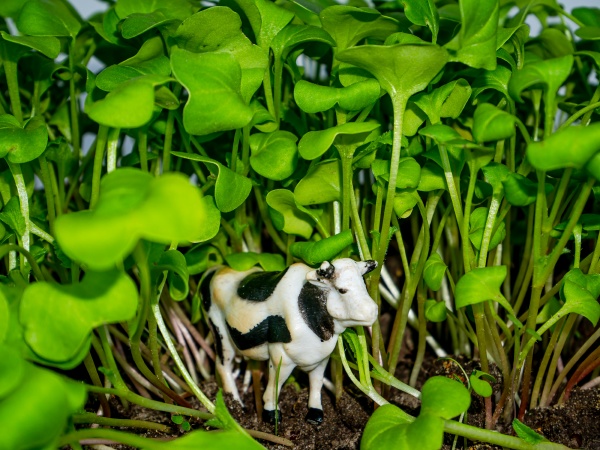 animal white cow with black spots