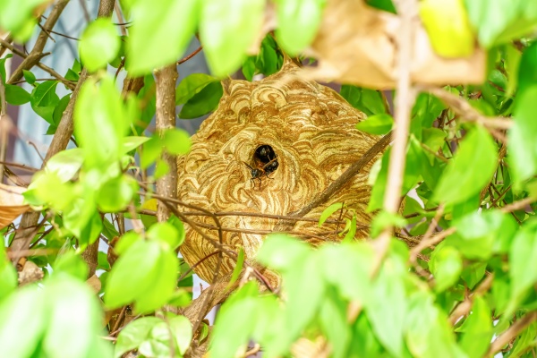 giant wasp nest