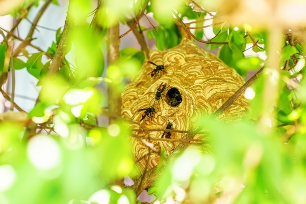 giant wasp nest