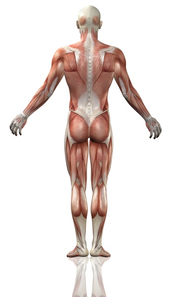 3d male medical figure with muscle