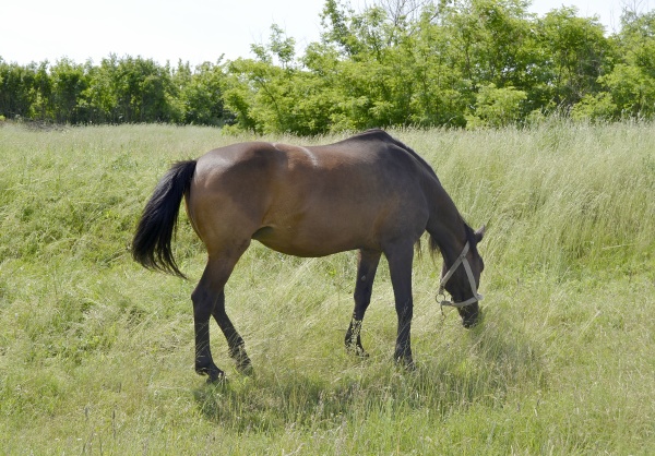beautiful wild brown horse stallion on