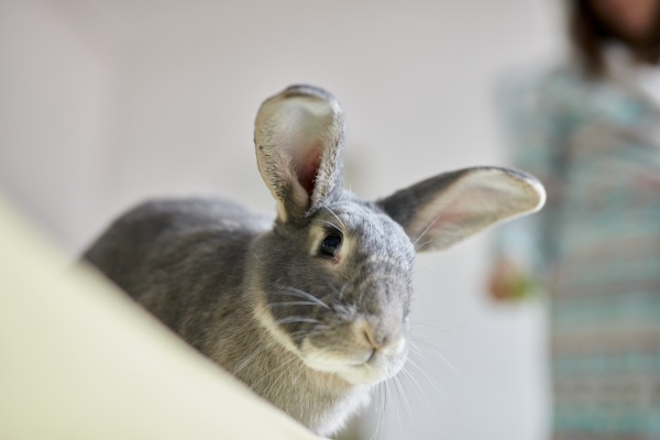 portrait of grey pet house rabbit
