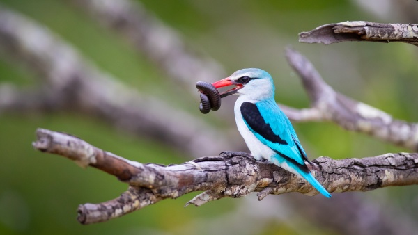 a woodland kingfisher halcyon senegalensis