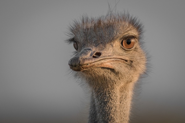the head of an ostrich