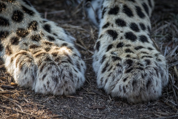 the paws of a leopard
