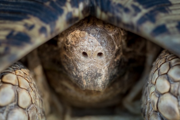 the head of a leopard tortoise