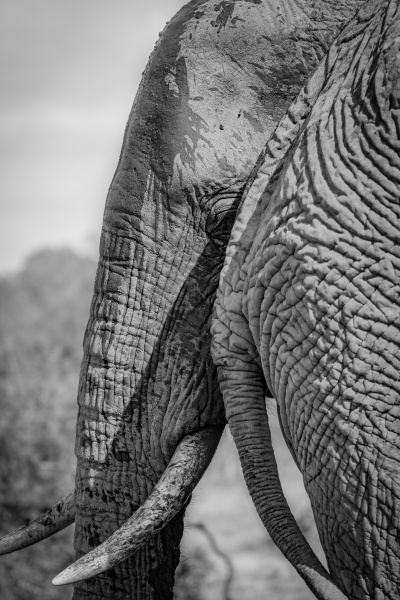the head of an elephant