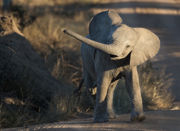an elephant calf loxodonta africana