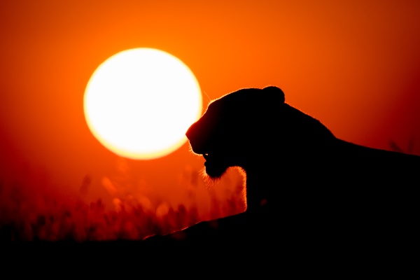 the silhouette of a lioness