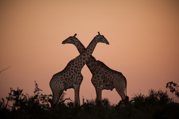 two giraffe giraffa camelopardalis giraffa