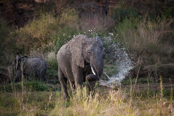 an elephant loxodonta africana