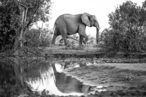elephant loxodonta africana by a