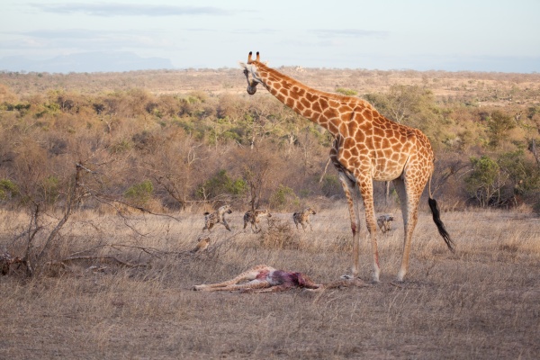 a giraffe mother with her calf