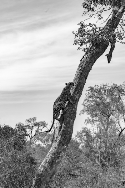 a leopard climbs up a tree