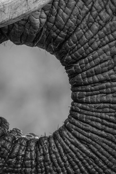 the trunk of an elephant