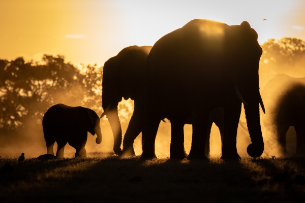 a silhouette of herd of elephant