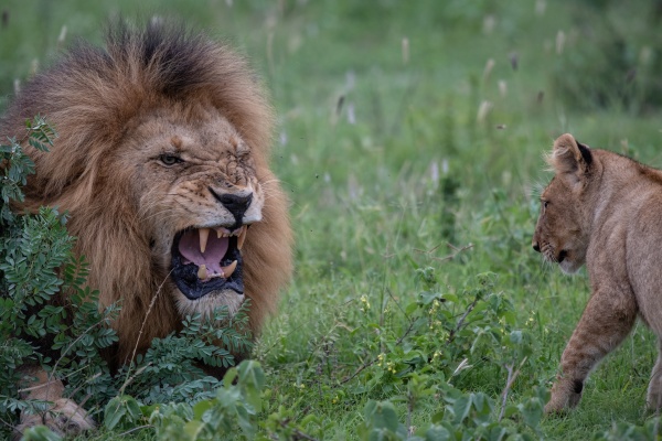 a male lion panthera leo