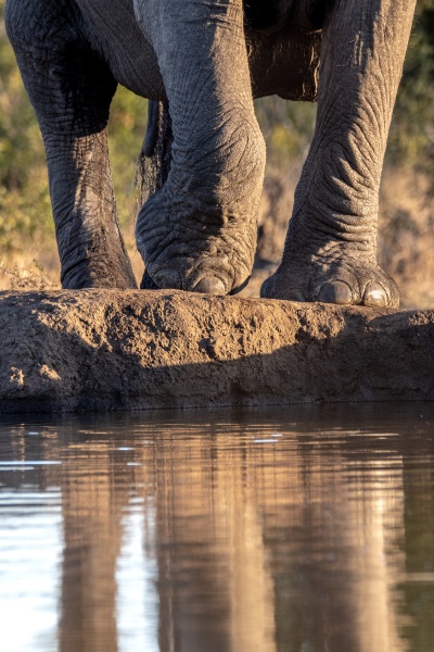 an elephant s legs loxodonta