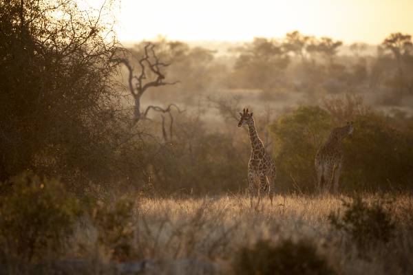 a giraffe calf walks away from