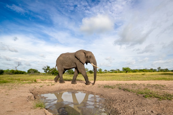 an elephant loxodonta africana