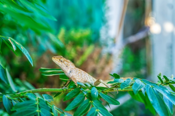 chameleon on the tree