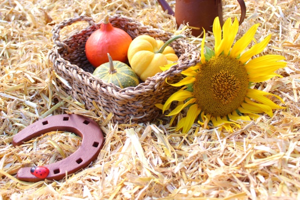 autumn decoration in the straw