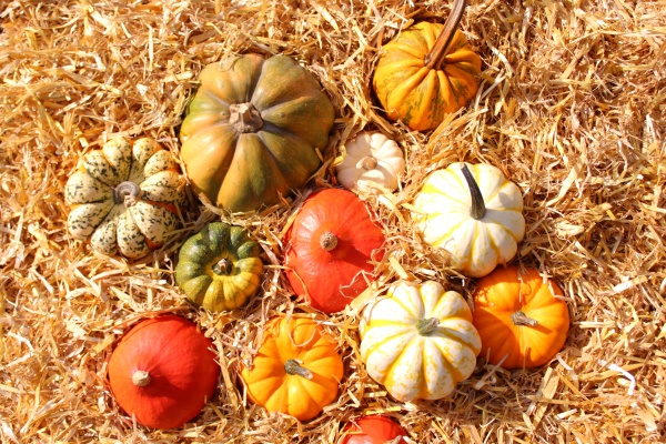 many different pumpkins in the straw