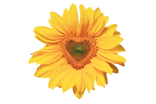 sunflower with heart shape on white