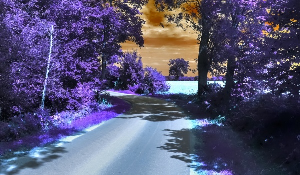 beautiful purple infrared landscape in hires