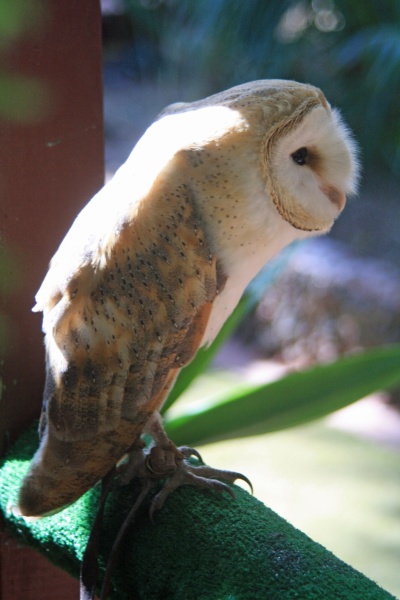 barn owl