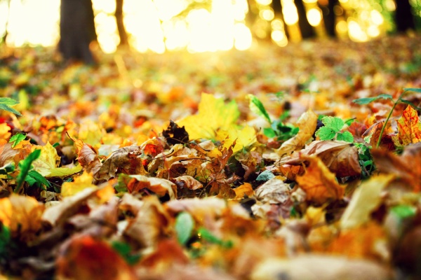 colorful bright leaves falling in autumnal
