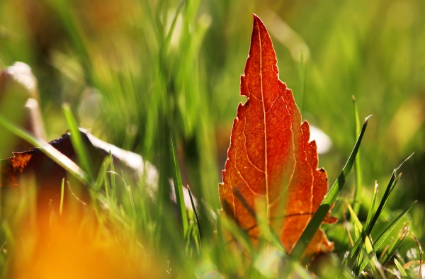 a red autumn leaf in a