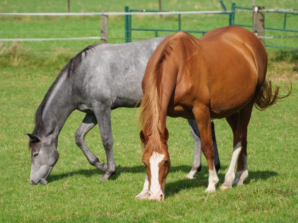 horses on a meadow in westphalia