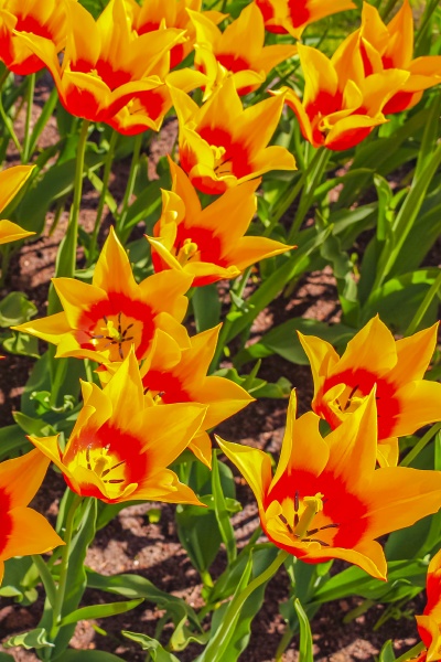 many colorful tulips daffodils in keukenhof
