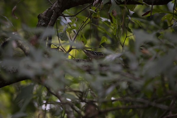 black and white warbler foraging
