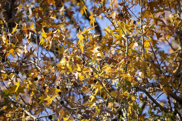 leaves changing color