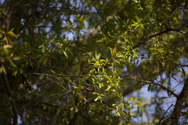 green leaves in a tree