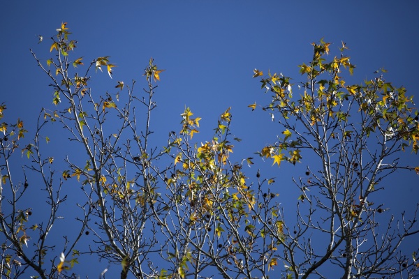leaves changing color during the autumn