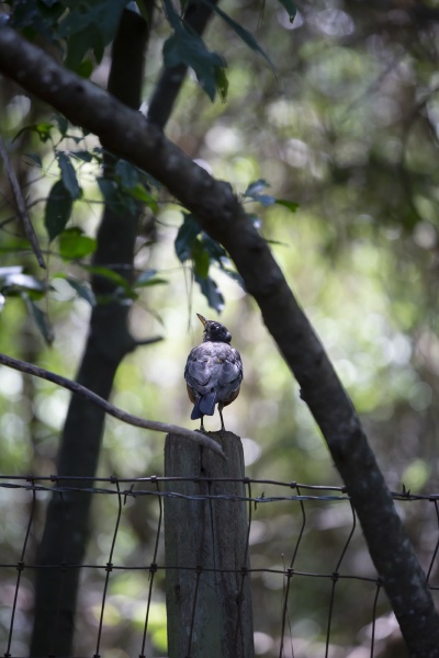 curious american robin on a fence