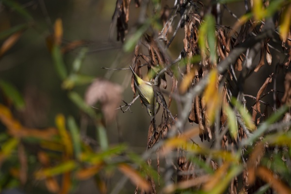 orange crowned warbler foraging