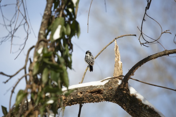 watchful female downy woodpecker