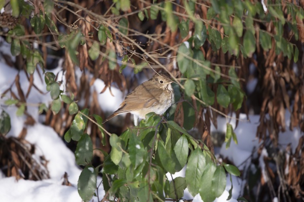 curious hermit thrush in the snow