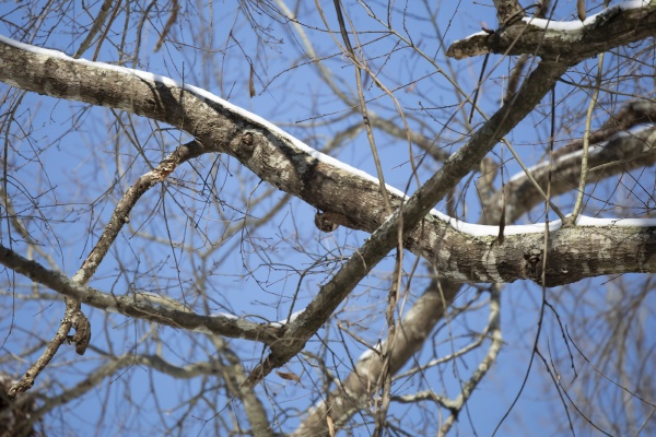 flying squirrel on a limb