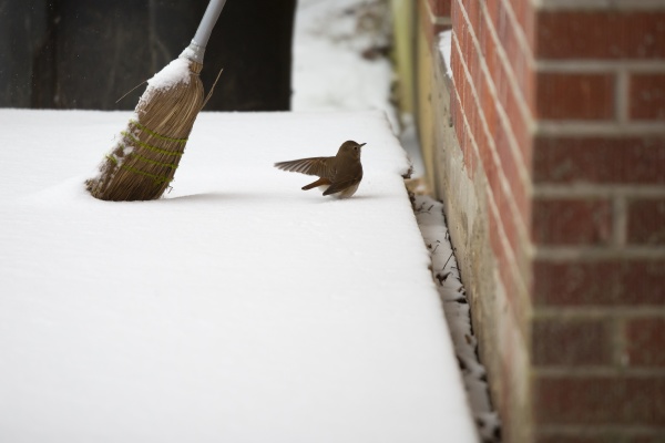 hermit thrush in snow