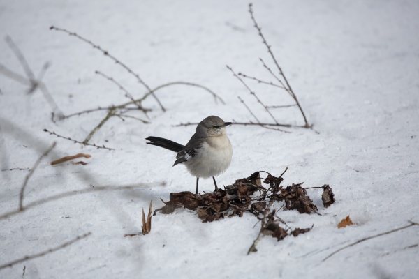 northern mockingbird foraging