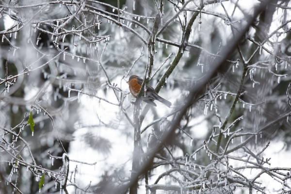 majestic american robin on icy branch